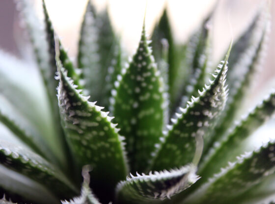 aloe vera per lo stomaco